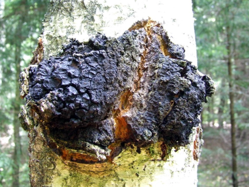 Chaga