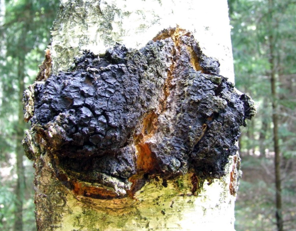 Chaga